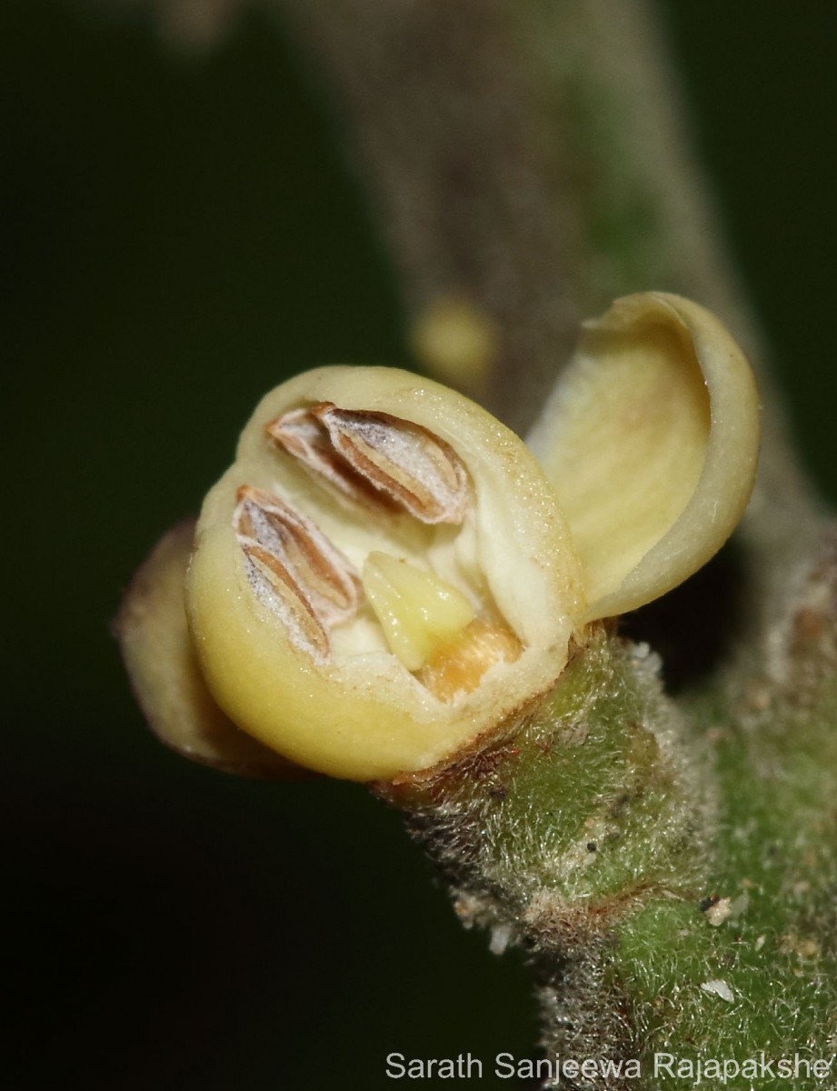 Aphanamixis polystachya (Wall.) R.Parker